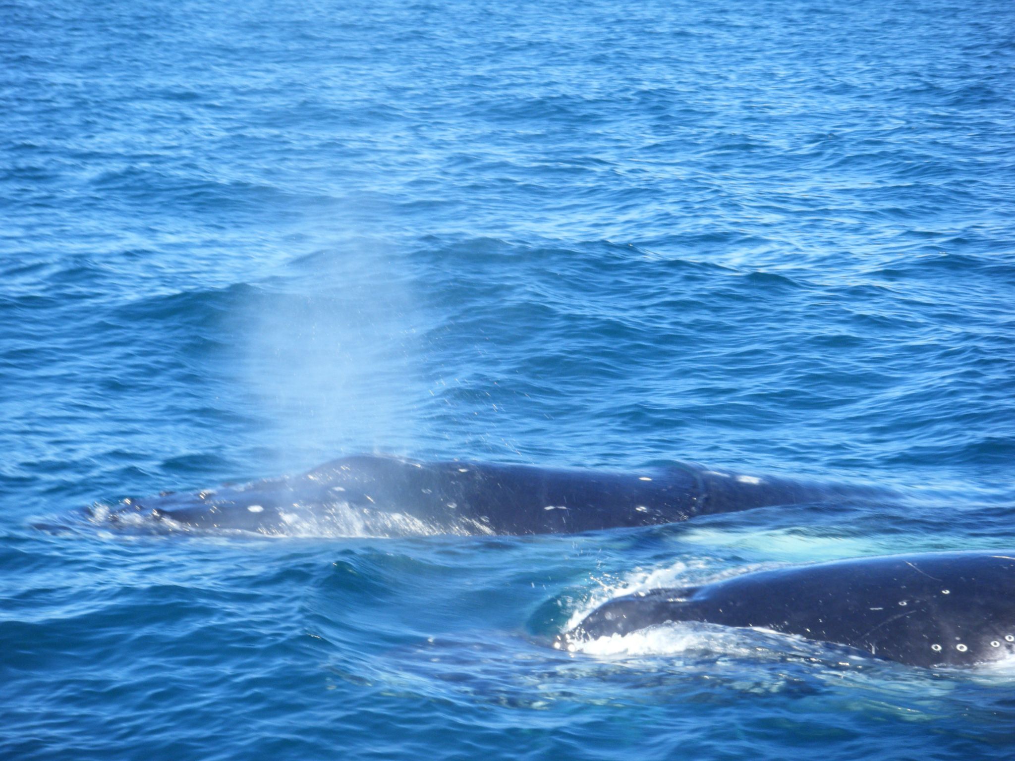 Reel Affair | Fishing Charters & Whale Watching