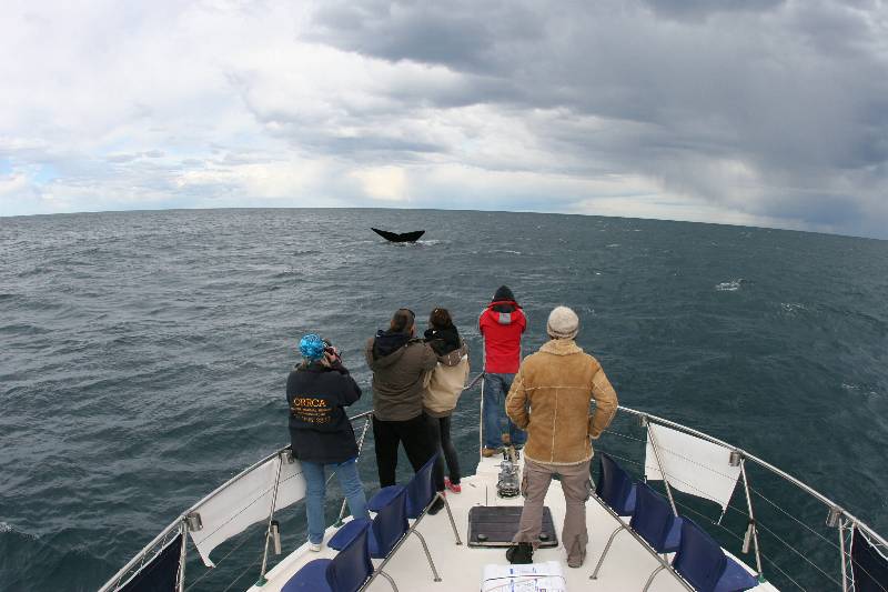 Whale Watching